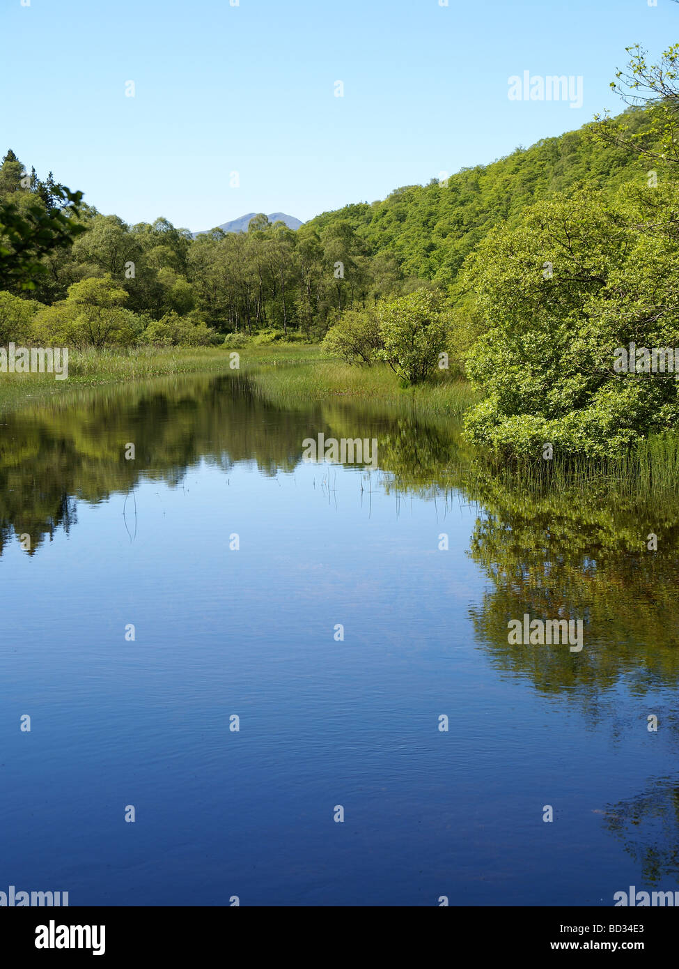 Ruhigen Loch Ard in der Nähe von Aberfoyle Scotland UK Stockfoto