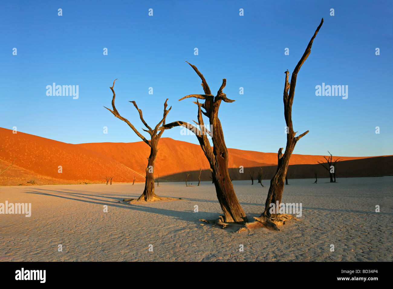 Toten Akazie gegen einen roten Sanddüne und blauer Himmel, Sossusvlei, Namibia, Südliches Afrika Stockfoto