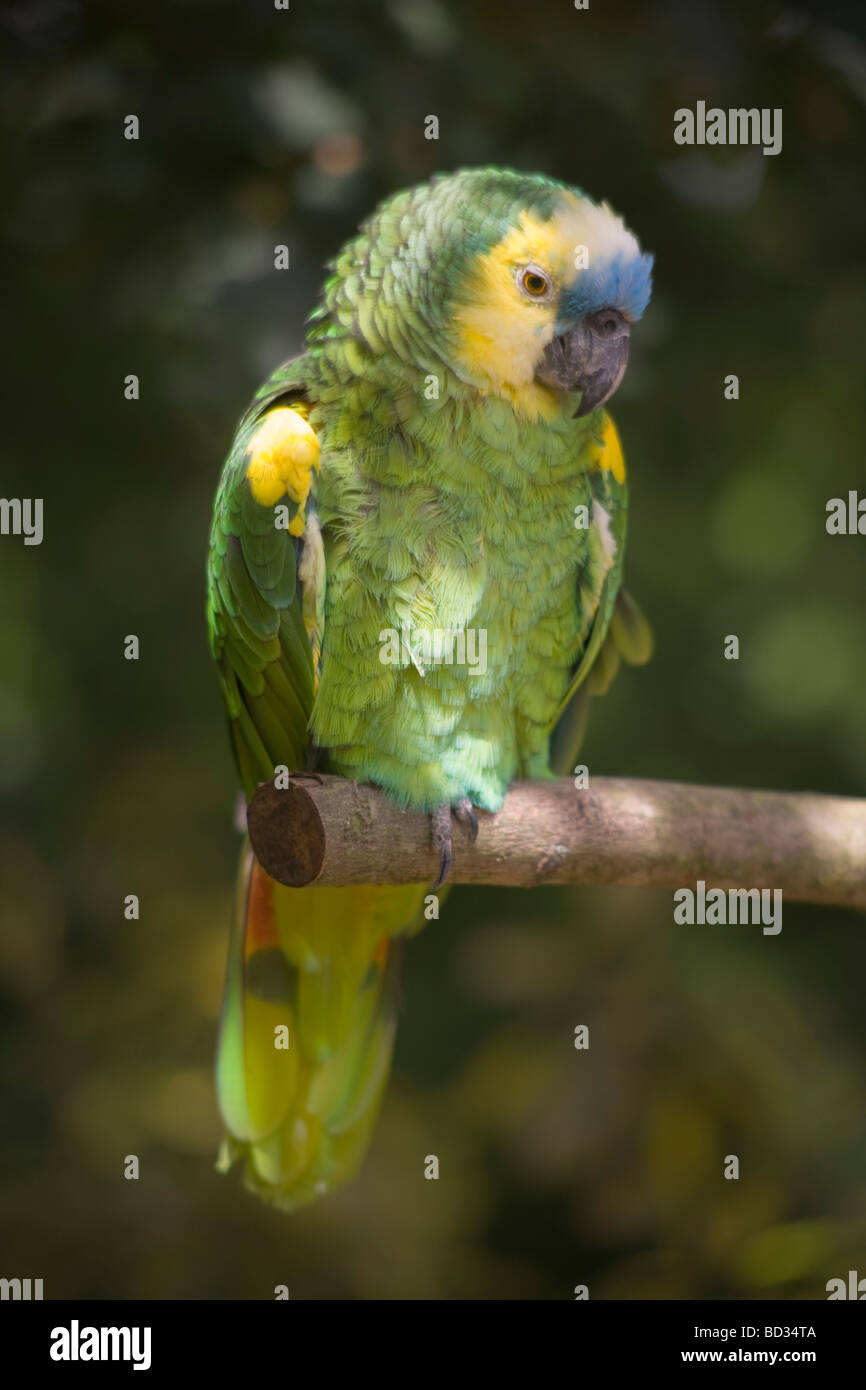 Blau-fronted Amazon Papagei sitzt auf einem Hochsitz in gefleckten Licht Stockfoto