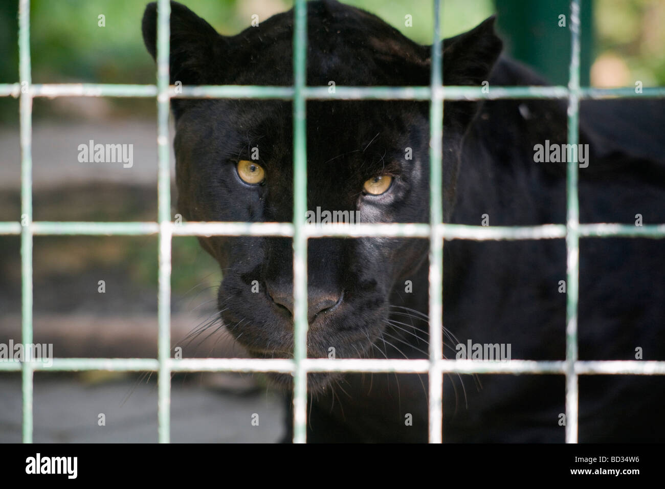 Schwarzer Jaguar/Panther Weibchen, stärkste Wildkatzen, in Südamerika heimisch. Stockfoto