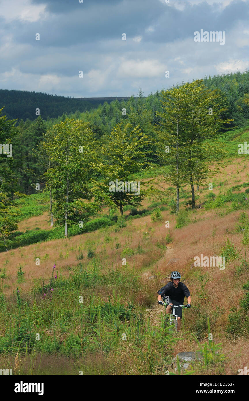 Ein Cross-Country-Mountainbike-Fahrer fährt eine Spur in Südwales. Stockfoto