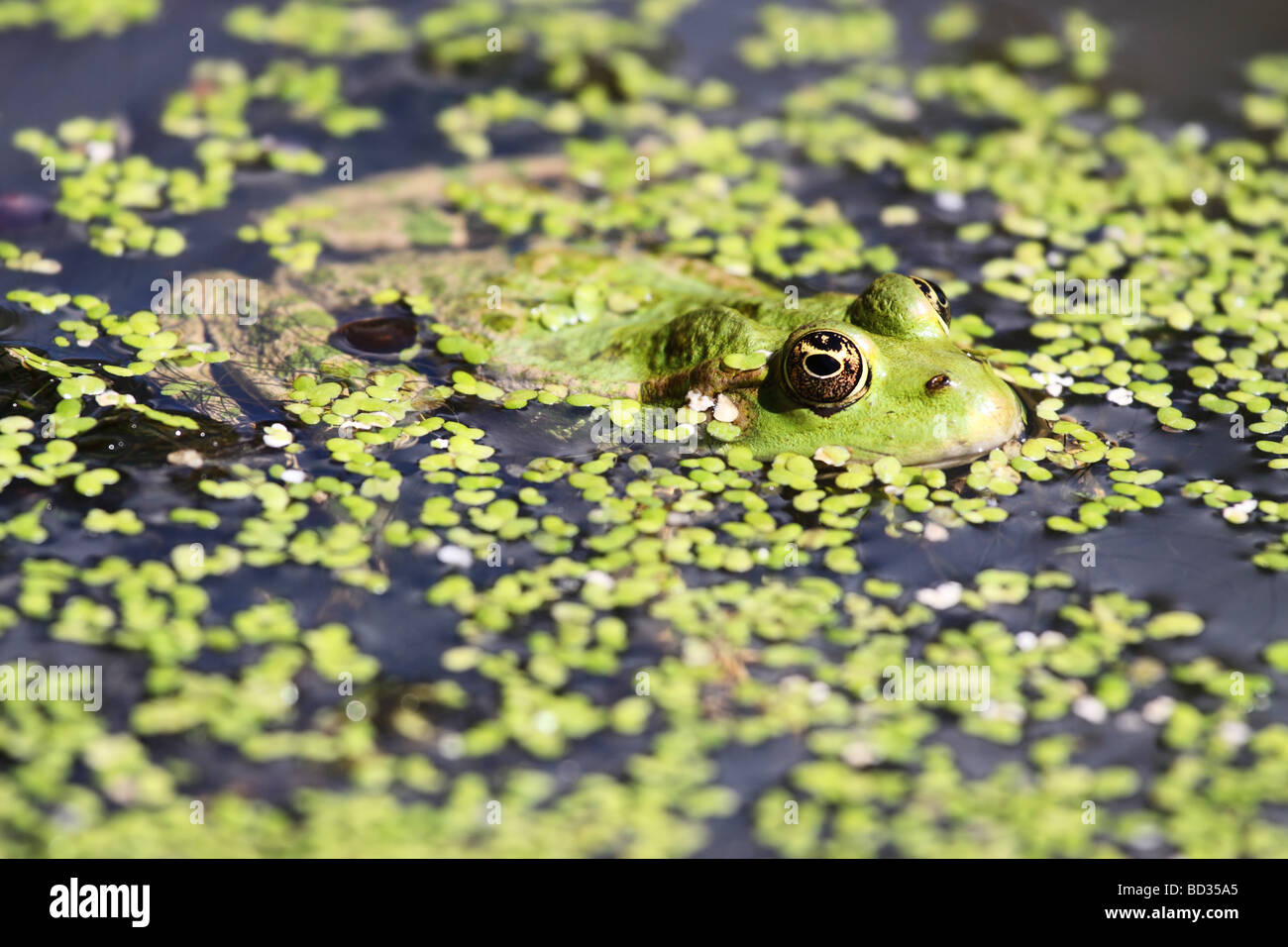 Sumpffrosch Im Teichkraut Stockfotos und bilder Kaufen Alamy
