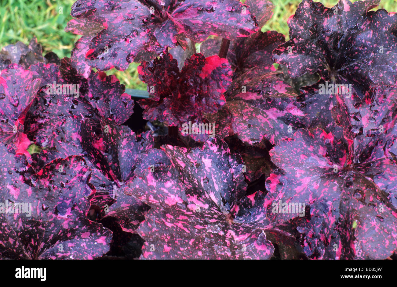 Heuchera "Midnight Rose" dunkle rote Blattpflanze Pflanzen Garten