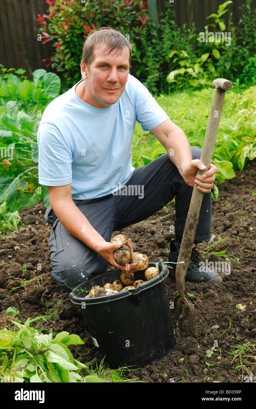 Ernte von Kartoffeln. Stockfoto