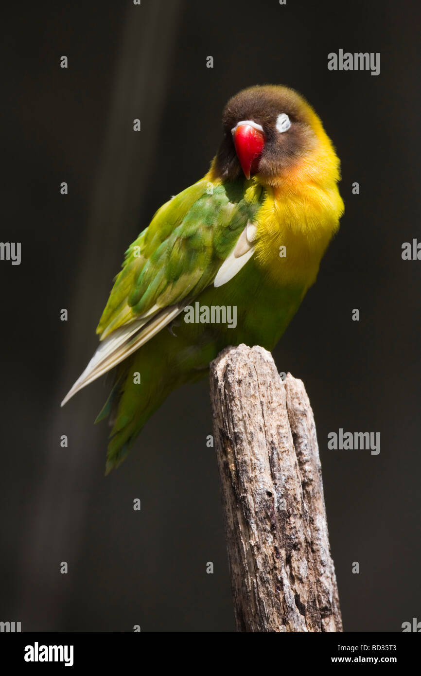 Schwarzen Wangen Lovebird, Agapornis Nigrigenis, fotografiert in Funchal Botanical Gardens Stockfoto