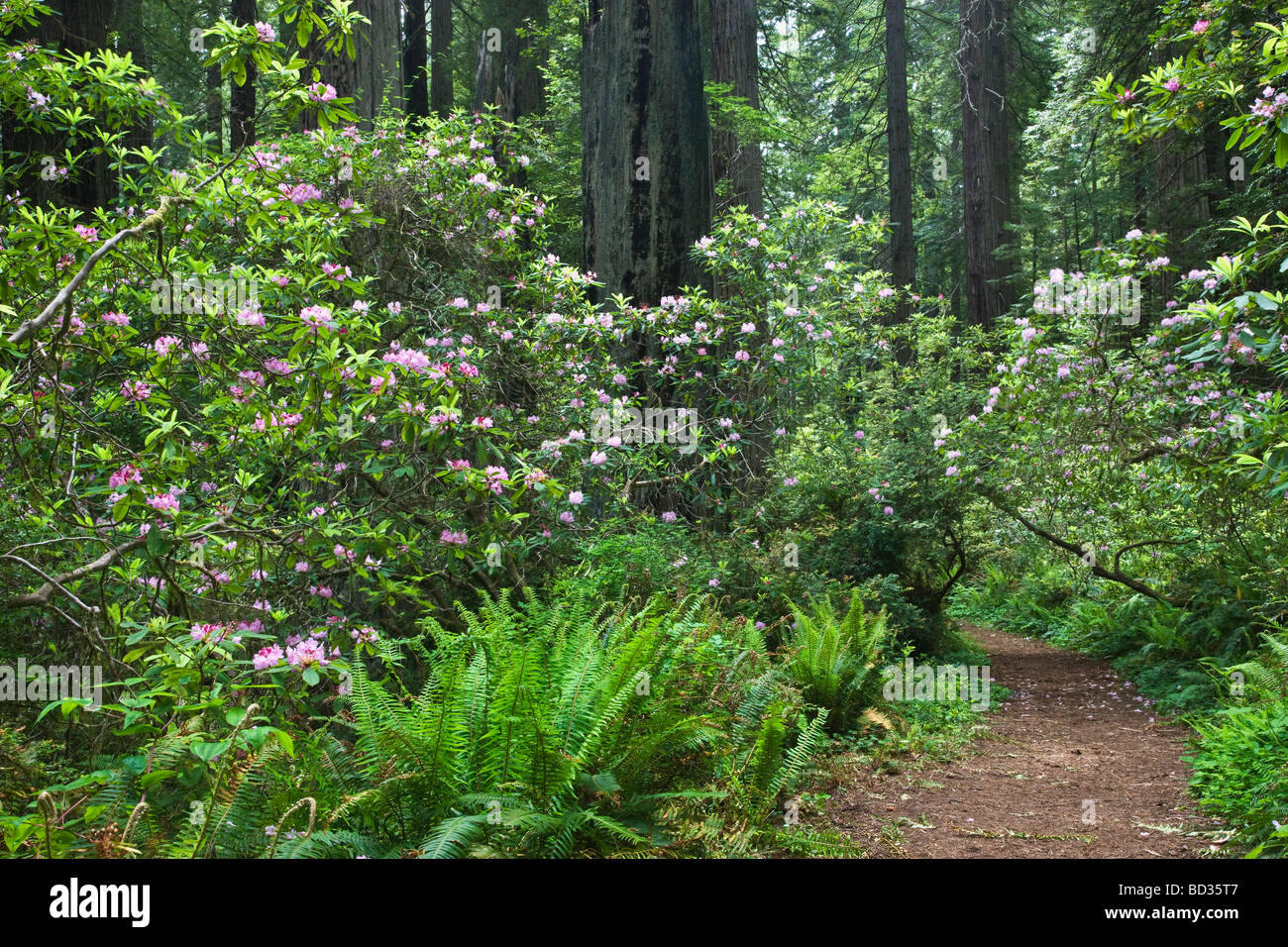 Rhododendren blühen, Redwood Forest. Stockfoto