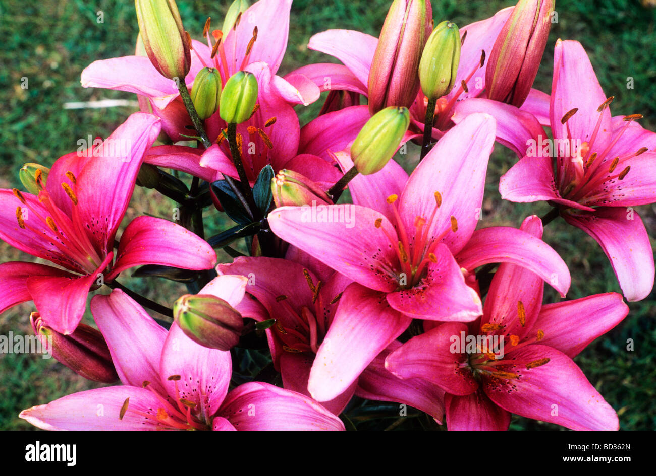 Lilium "Pink Pixie" Zwerg orientalische Lilie Blume Garten Blumen Pflanzen  aromatisch Stockfotografie - Alamy