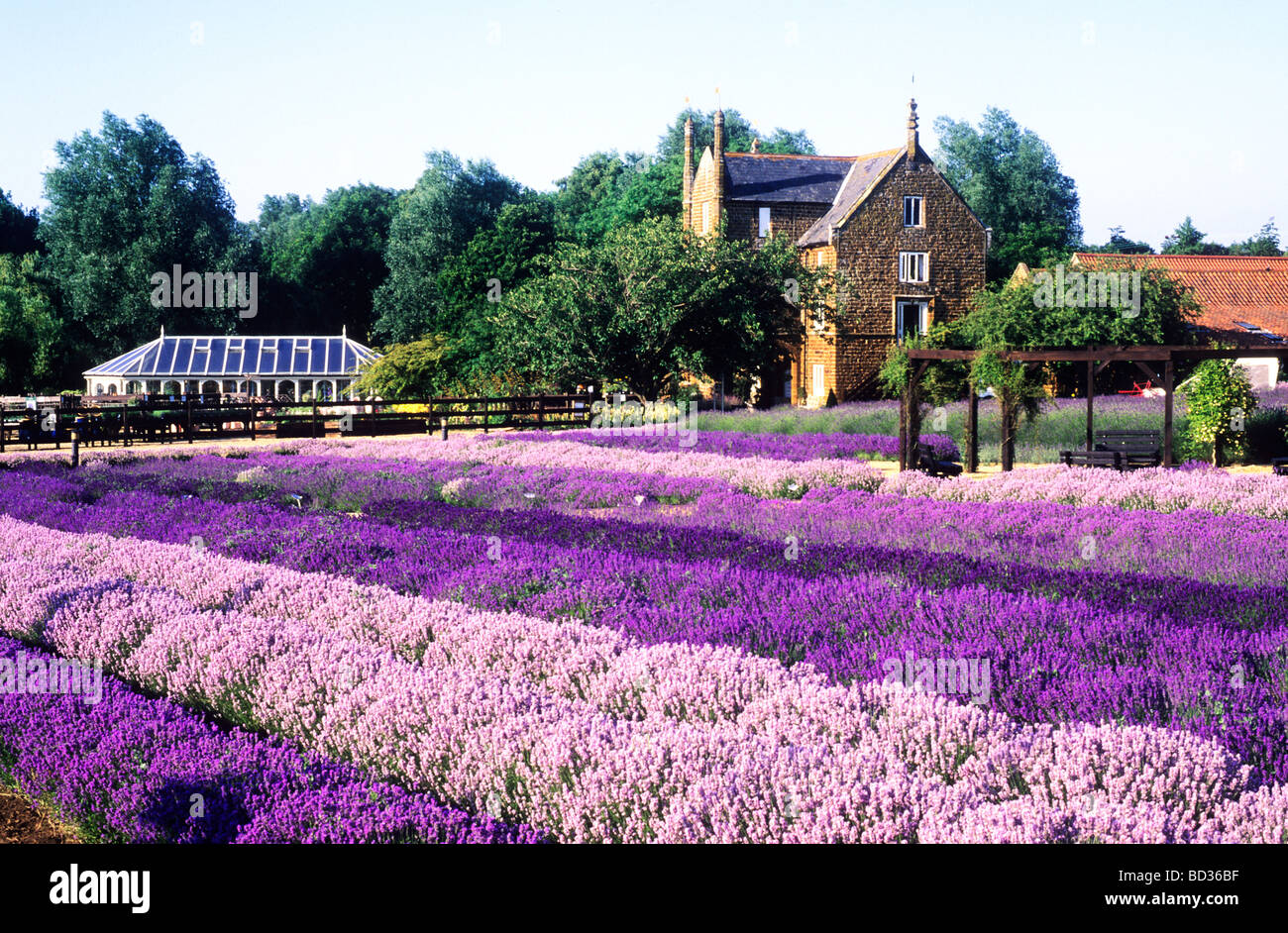 Norfolk Lavender Caley Mühle Heacham Norfolk Felder lila Streifen gestreift Farbe bunte Farbe bunte Landschaft Stockfoto