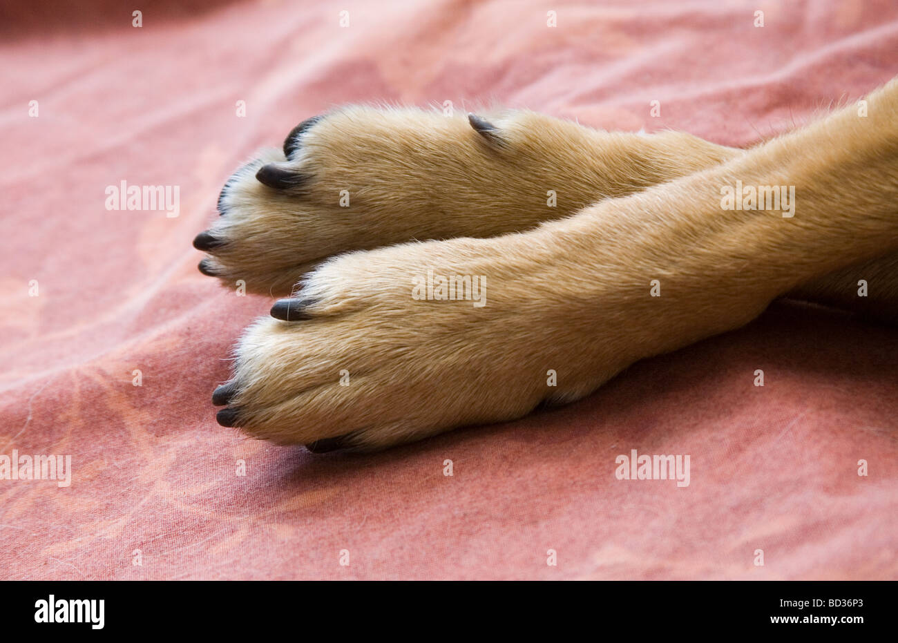 Pfoten eines Hundes während des Schlafs Stockfoto