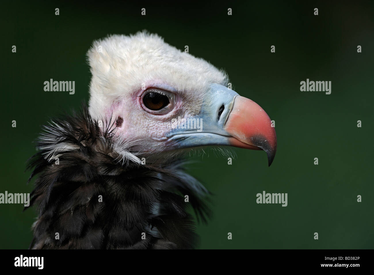 Weißköpfige Geier (Trigonoceps Occipitalis, Aegypius Occipitalis), portrait Stockfoto