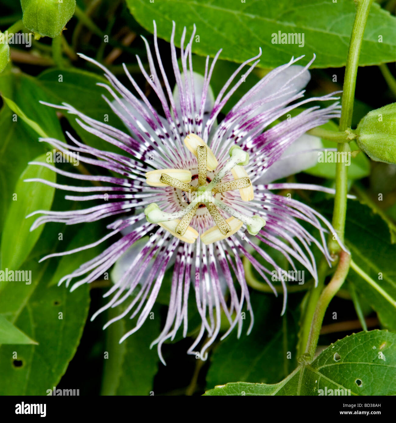 Nahaufnahme einer Blüte wunderschöne Passionsblume Stockfoto