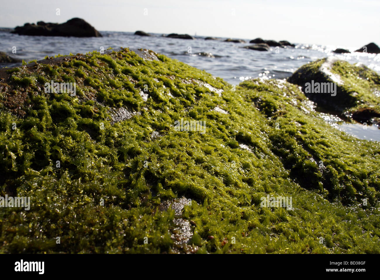 Algen-Seetang auf Küste Strand Stockfoto