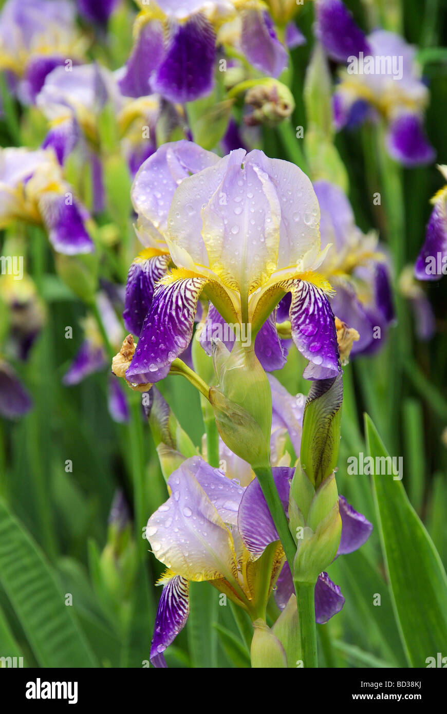 Schwertlilie Iris 43 Stockfoto