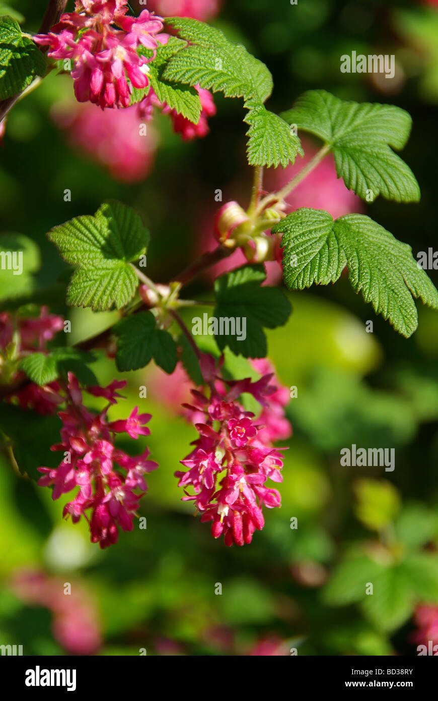 Zierjohannisbeere blühende Johannisbeere 04 Stockfoto