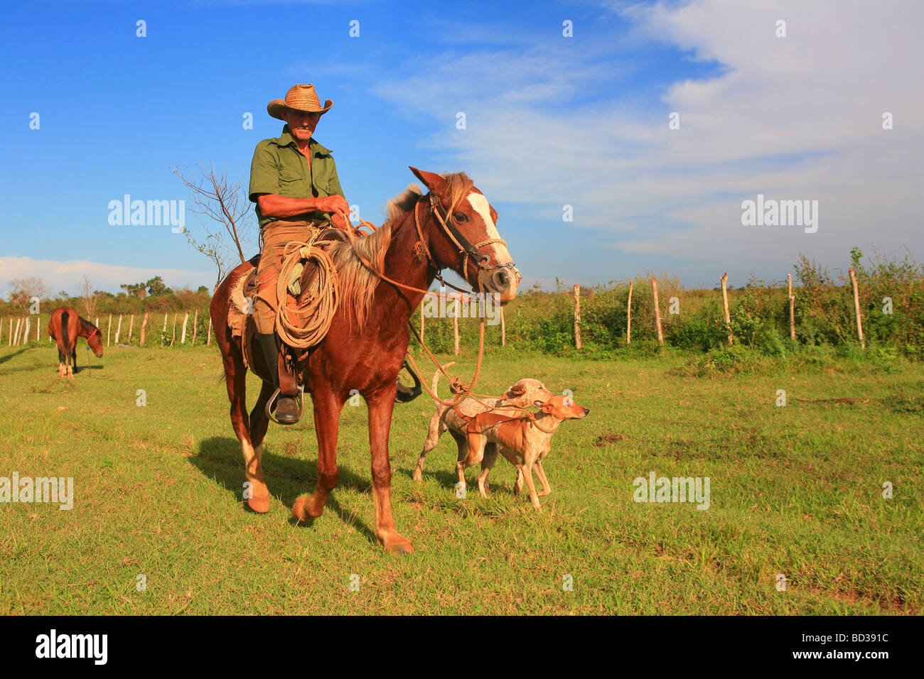 Kuba Pinar del Rio kubanischer Cowboy auf Pferd führt zwei Hunde an einem Seil in der Dämmerung Foto CUBA1432 Copyright Christopher P Baker Stockfoto