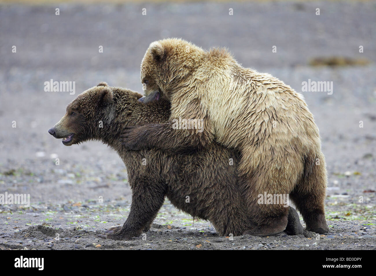 Grizzly Bär (Ursus Arctos Horribilis), drei Jahre alten Jungen spielen Stockfoto