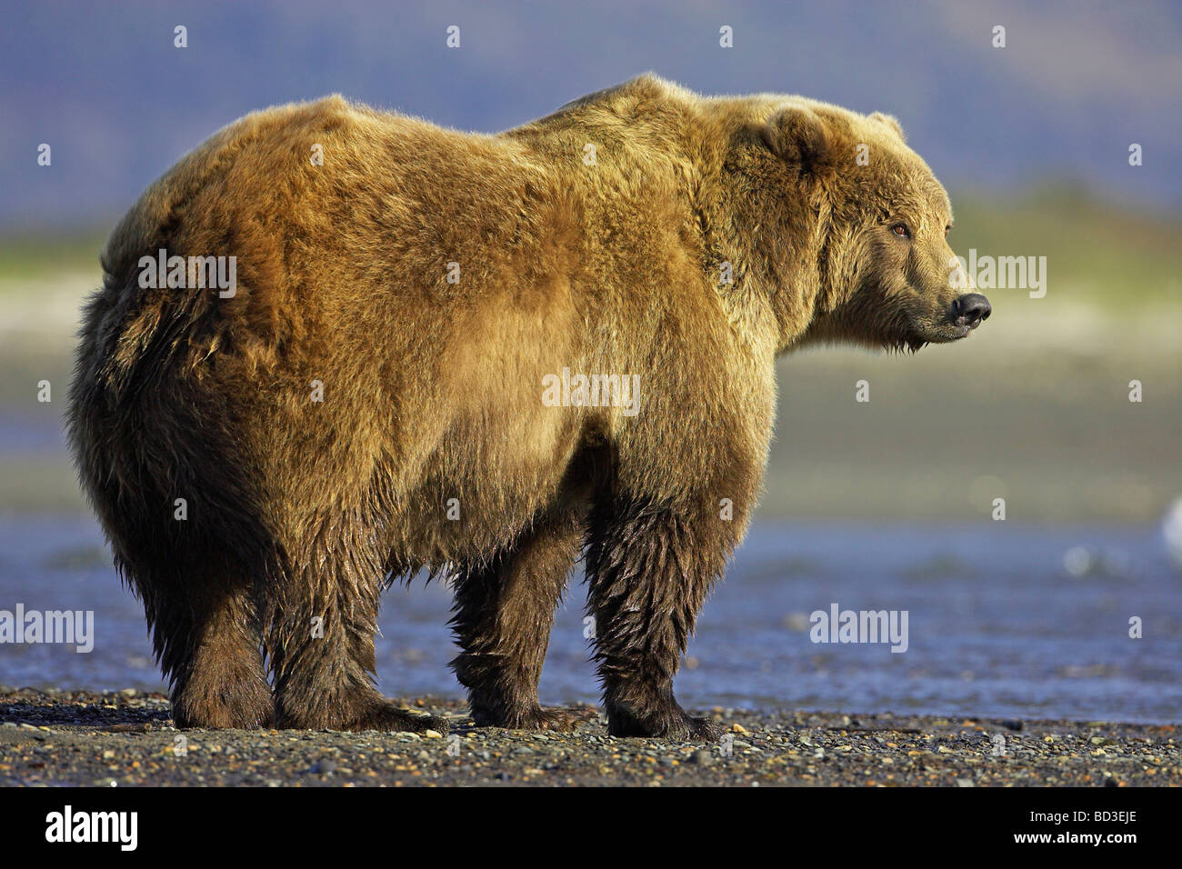 Grizzly Bär (Ursus Arctos Horribilis), typisch männlich mit Buckel Stockfoto