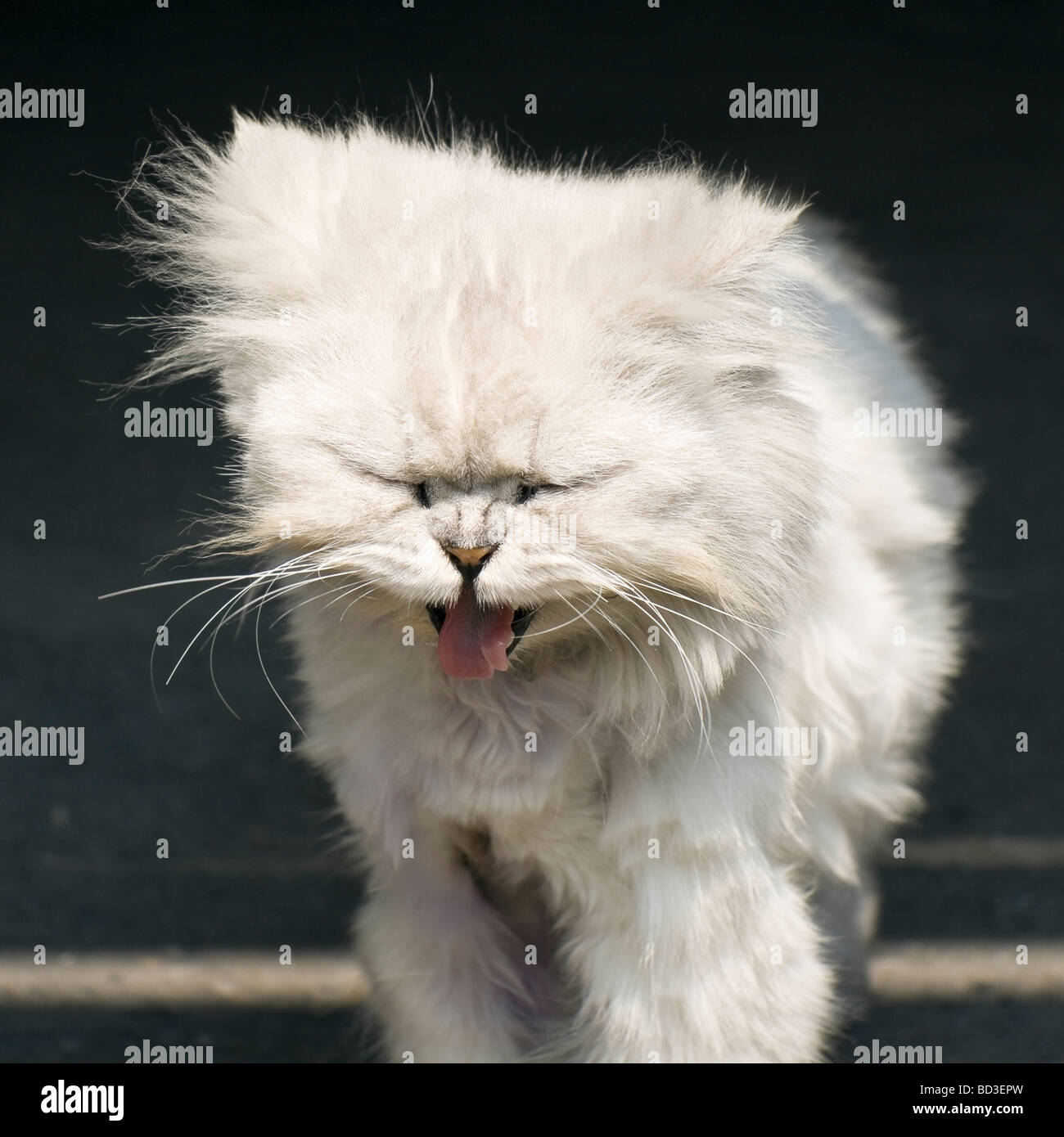 Eine Sibirische Weisse Susse Katze Gahnen Stockfotografie Alamy