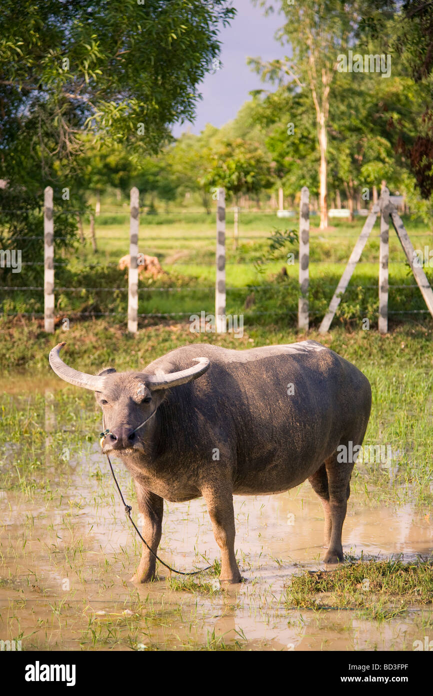 Ein Wasserbüffel in einem Feld außerhalb von Siem Reap - Kambodscha Stockfoto