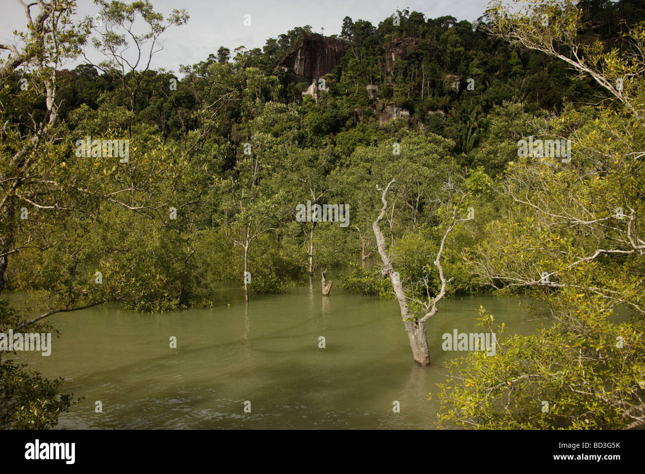 überflutete Bäume und Mangroven im Bako Nationalpark in der Nähe von Kuching Sarawak Borneo Malaysia Südostasien Stockfoto