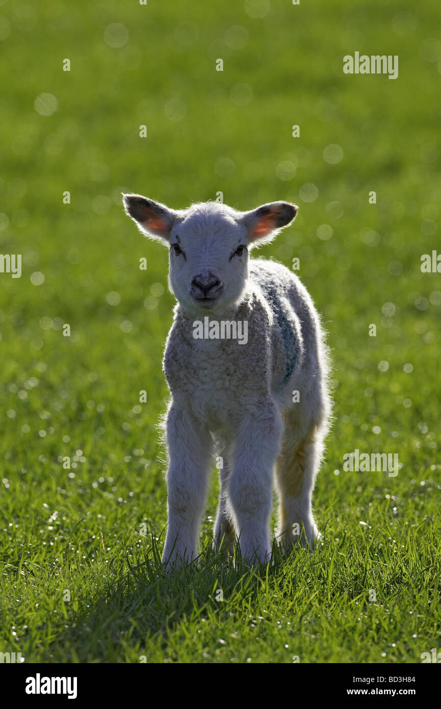 Hausschaf (Ovis Ammon Aries). Neu geboren Lamm im Frühjahr Stockfoto