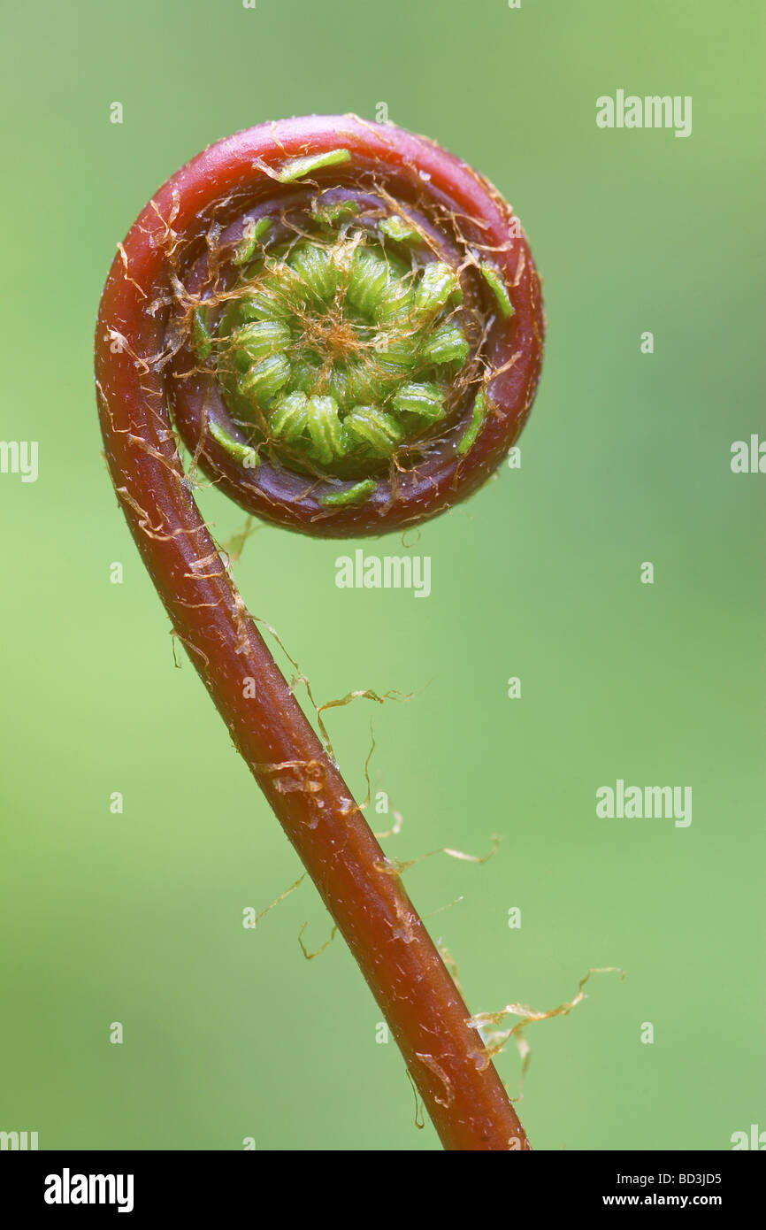 Farn spirale Ausgeschnittene Stockfotos und -bilder - Alamy