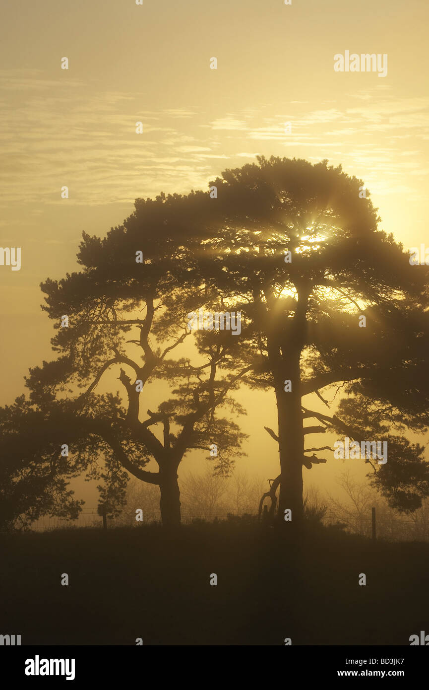 Kiefer (Pinus Sylvestris) Silhouette bei Sonnenaufgang am nebligen Morgen Stockfoto