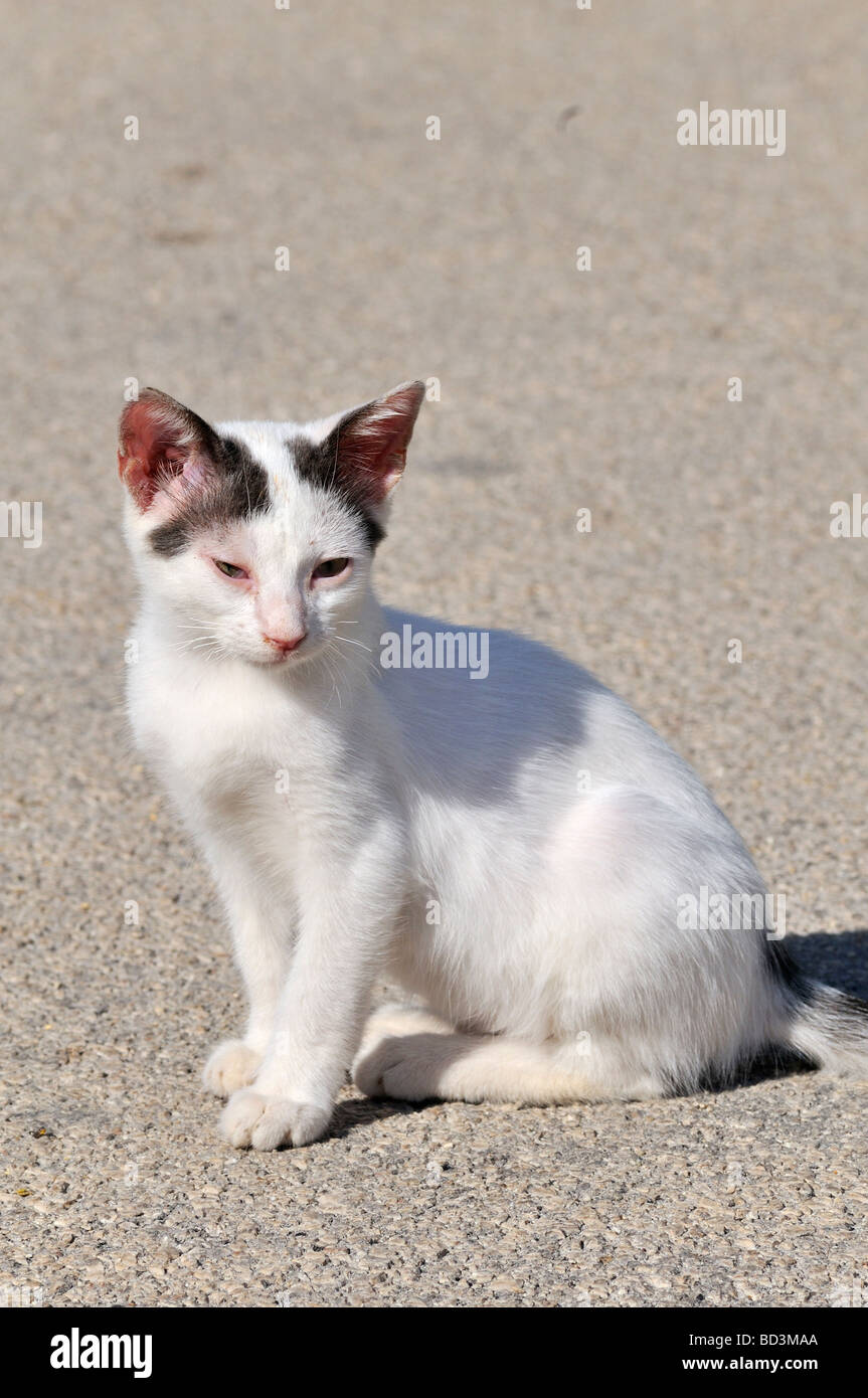 Kleine griechische Katze leidet an einer Krankheit auf die Augen Stockfoto