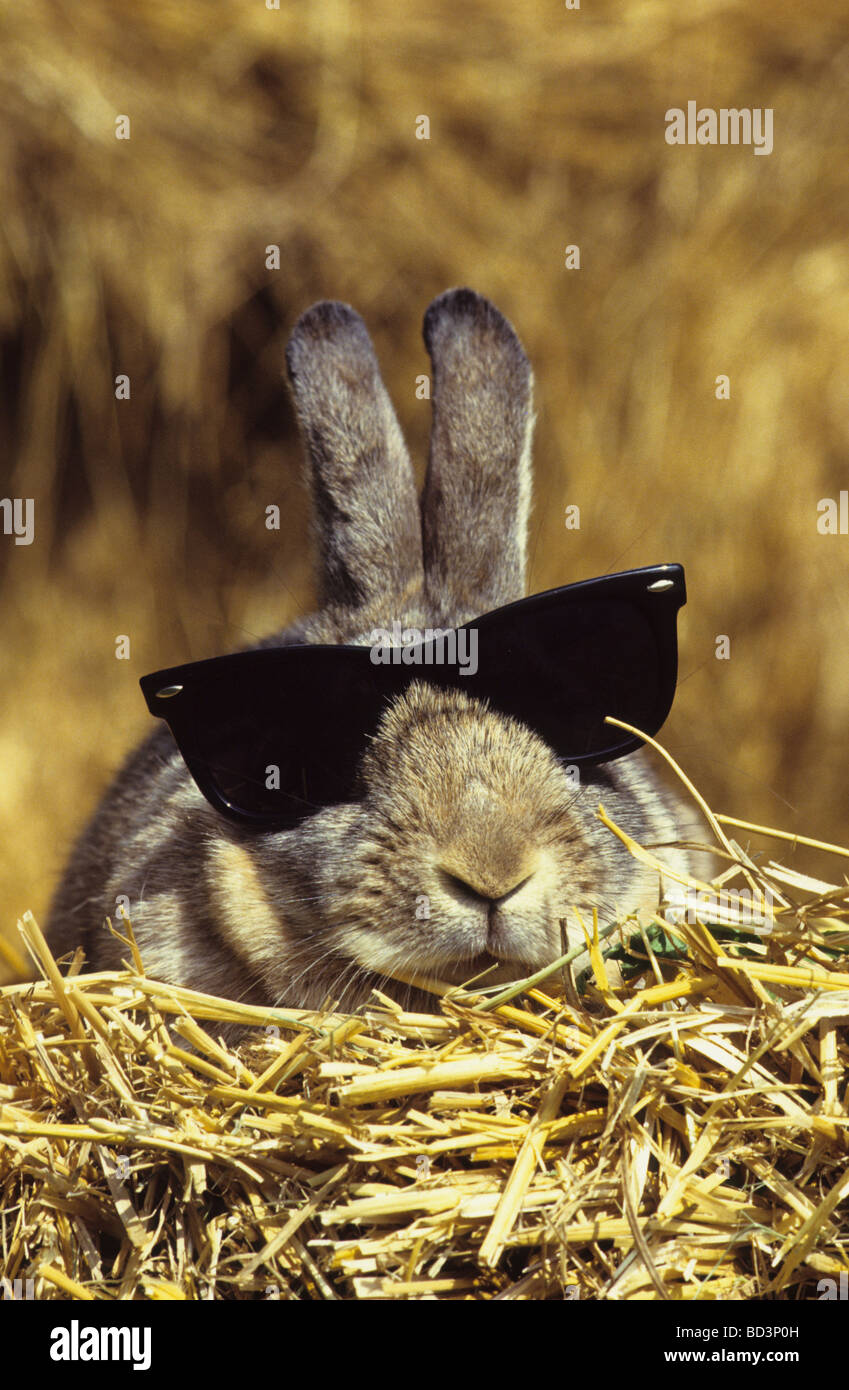 Hauskaninchen (Oryctolagus Cuniculus Domesticus) mit Sonnenbrille Stockfoto