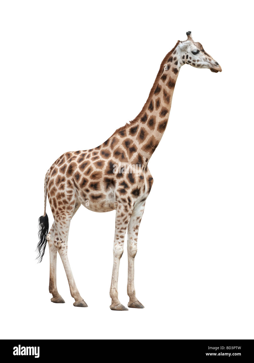 Giraffe weiblich isoliert auf weißem Hintergrund Stockfoto