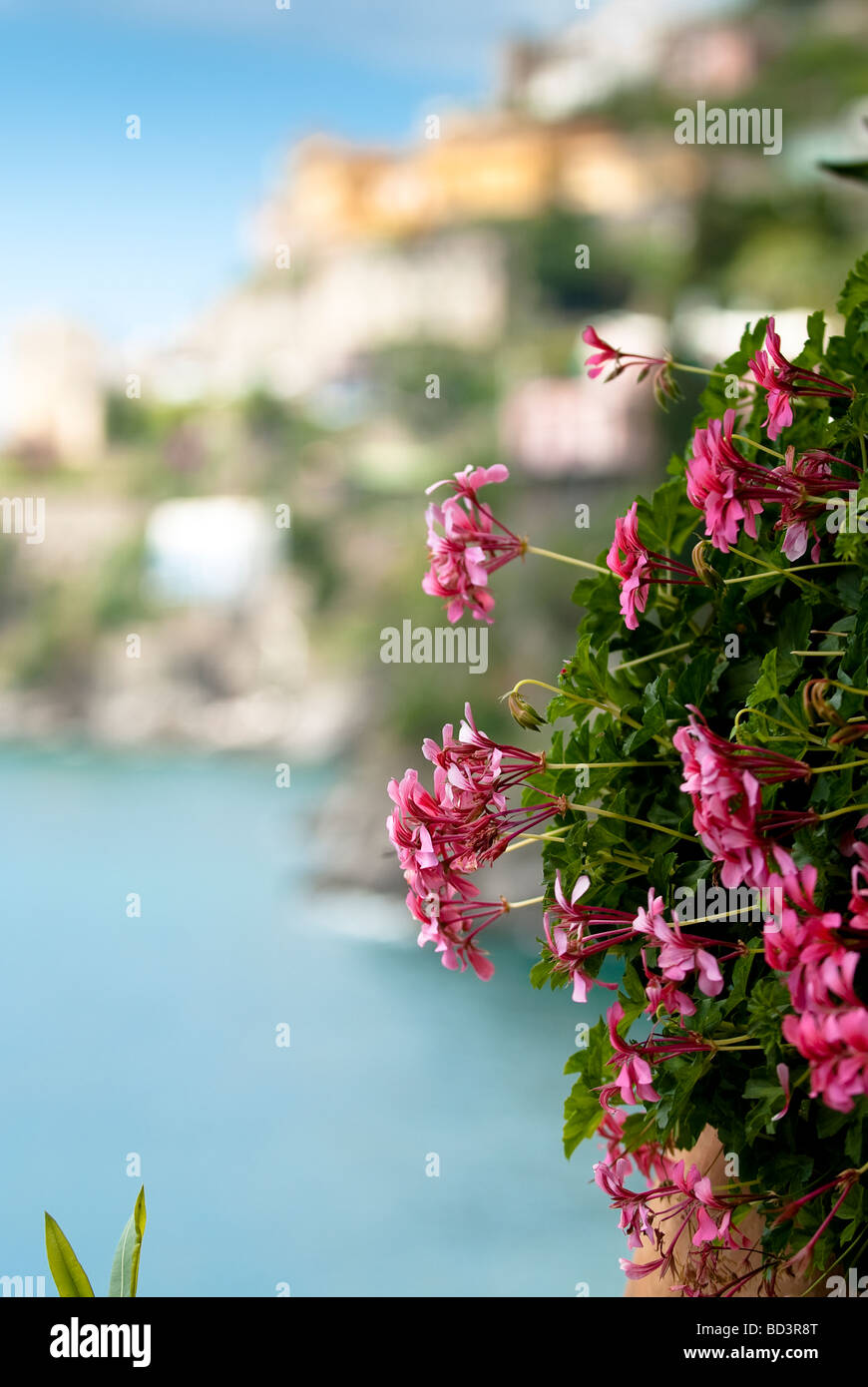 Detail der rosa Geranien, mit Blick auf Meer, Küste von Amalfi, Italien Stockfoto