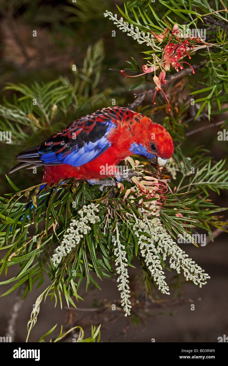 Crimson Rosella Platycercus Elegans Elegans Lamington Nationalpark SE Queensland März 2OO9 Stockfoto