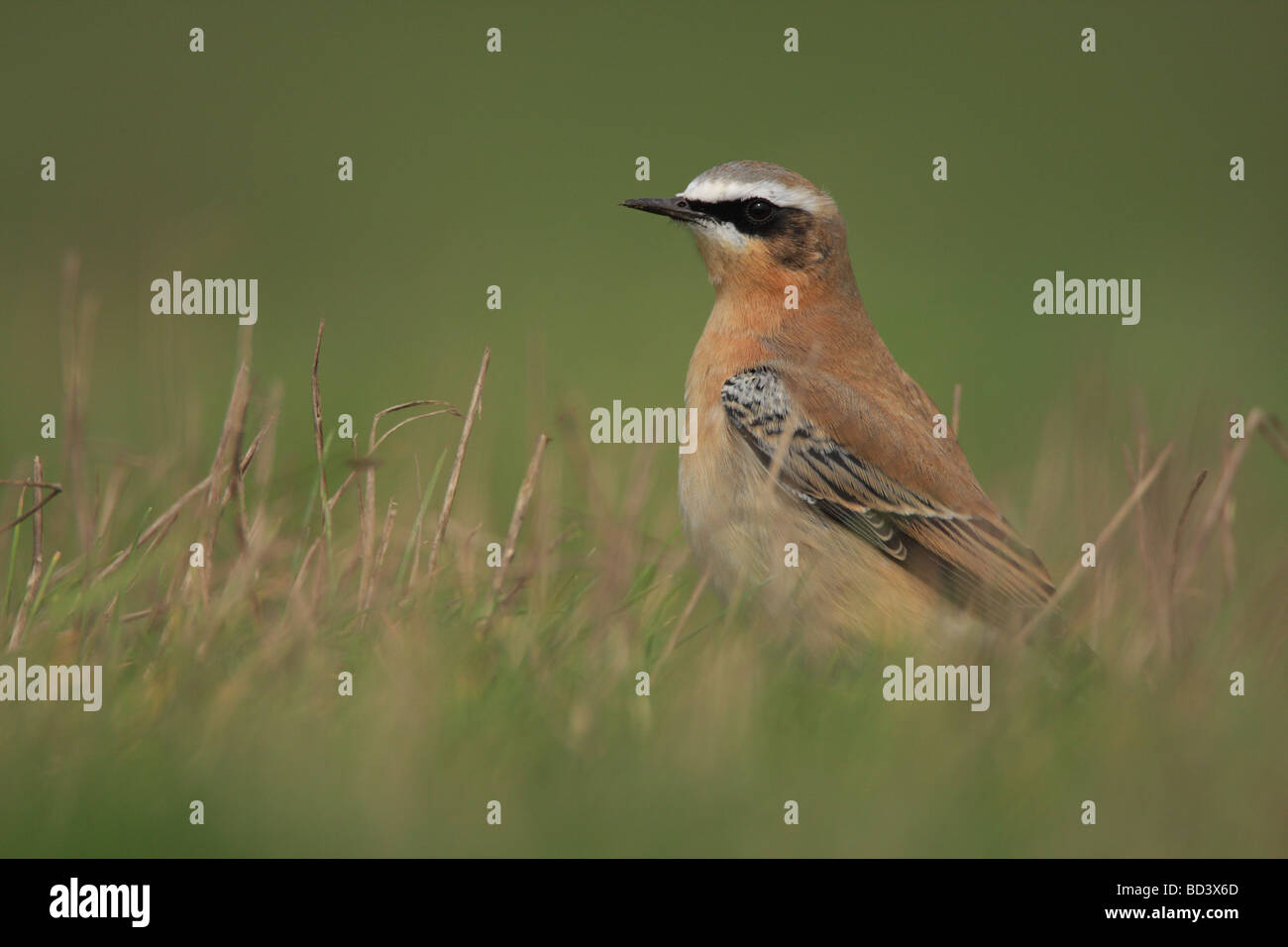 Männliche Grönland Steinschmätzer Oenanthe Oenanthe Leucorhoa, Herbst Gefieder, UK. Stockfoto