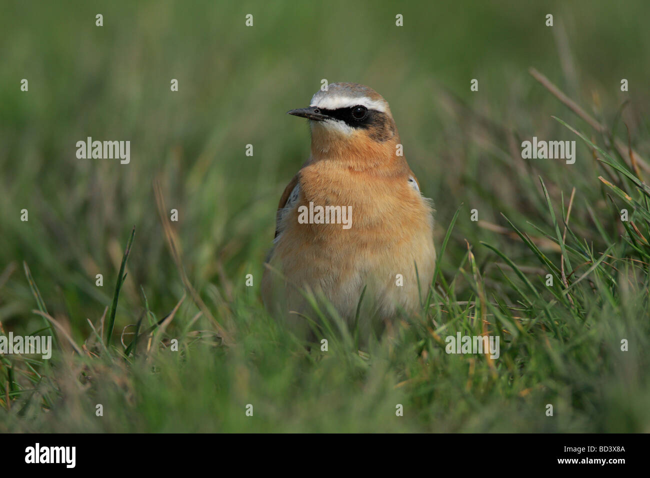 Männliche Grönland Steinschmätzer Oenanthe Oenanthe Leucorhoa, Herbst Gefieder, UK. Stockfoto