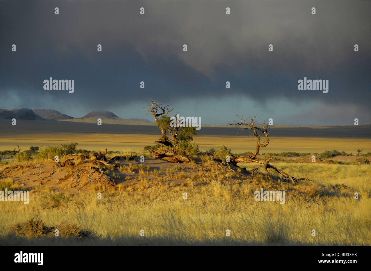 Ansicht der Koichab Pan in der Namib-Wüste, Afrika. Teil des Namib-Naukluft-Park, größte Wildreservat in der Welt. Stockfoto