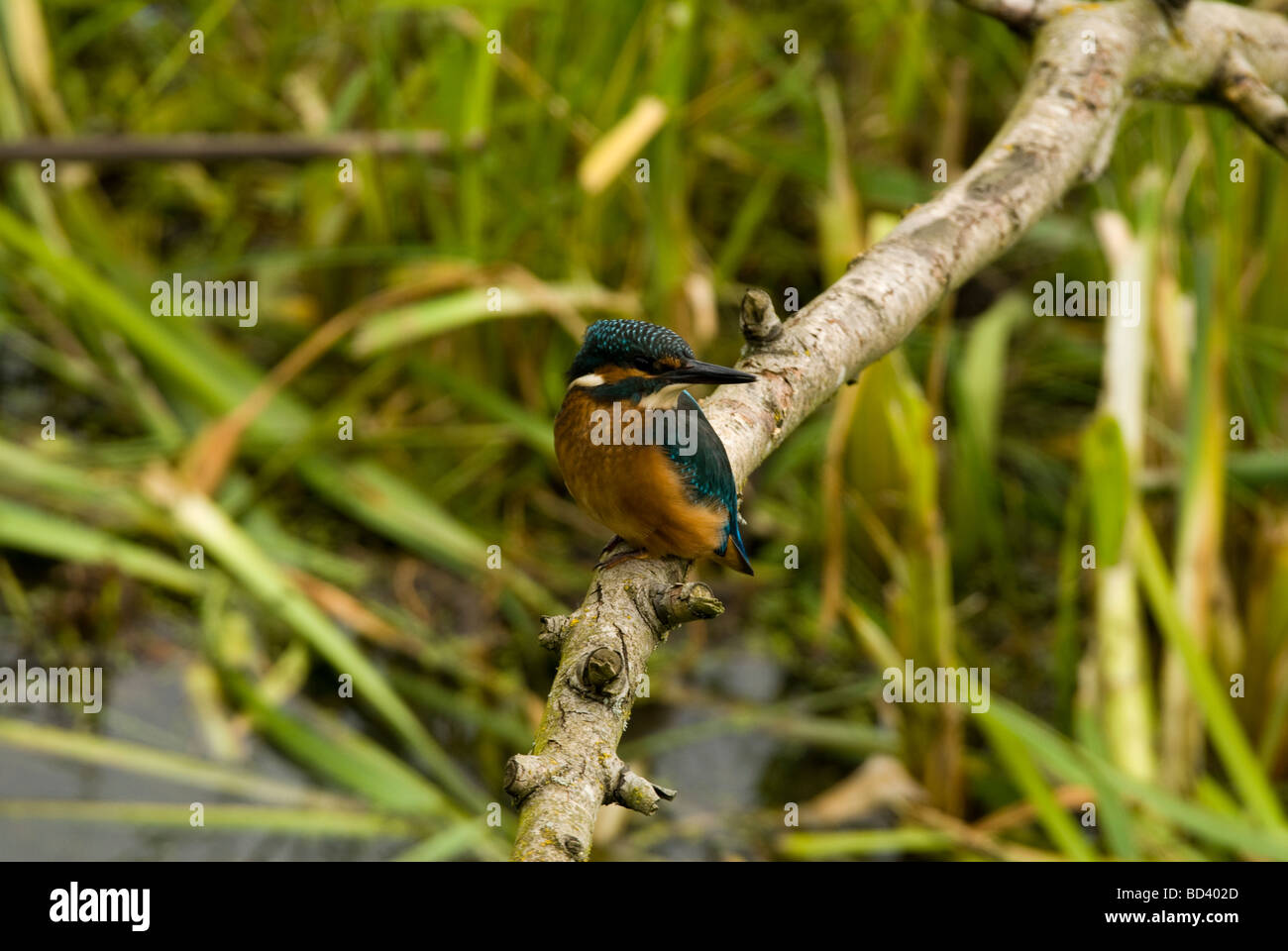 Eisvogel Alcedo atthis Stockfoto