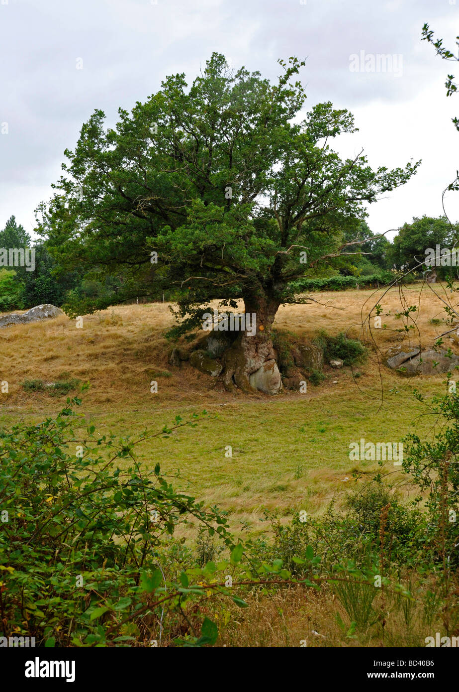 Großer Baum und Granit Felsblöcke in französischen Ackerland Szene Deux-Sèvres, Frankreich. Stockfoto