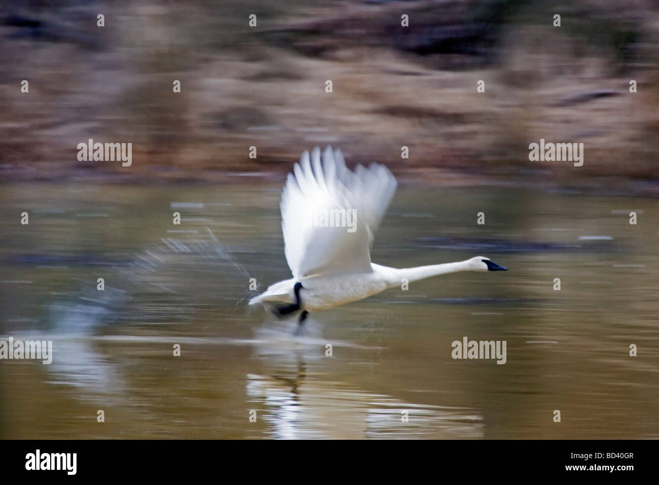 Trompeter Schwan ausziehen, Johnson DeBay Swan Reserve, Mt Vernon, Washington Stockfoto