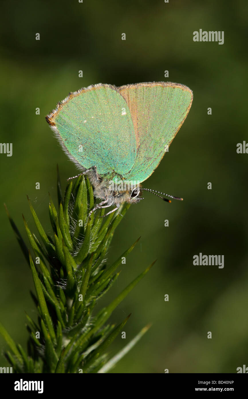 Grüner Zipfelfalter, Callophrys Rubi, Schmetterling im Morgengrauen Sonnenschein, UK. Stockfoto