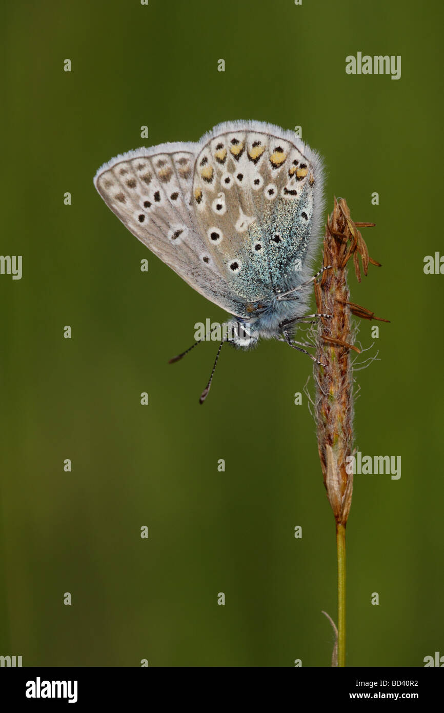 Gemeinsamen blau, Polyommatus Icarus, Schmetterling, Schlafplatz, UK. Stockfoto