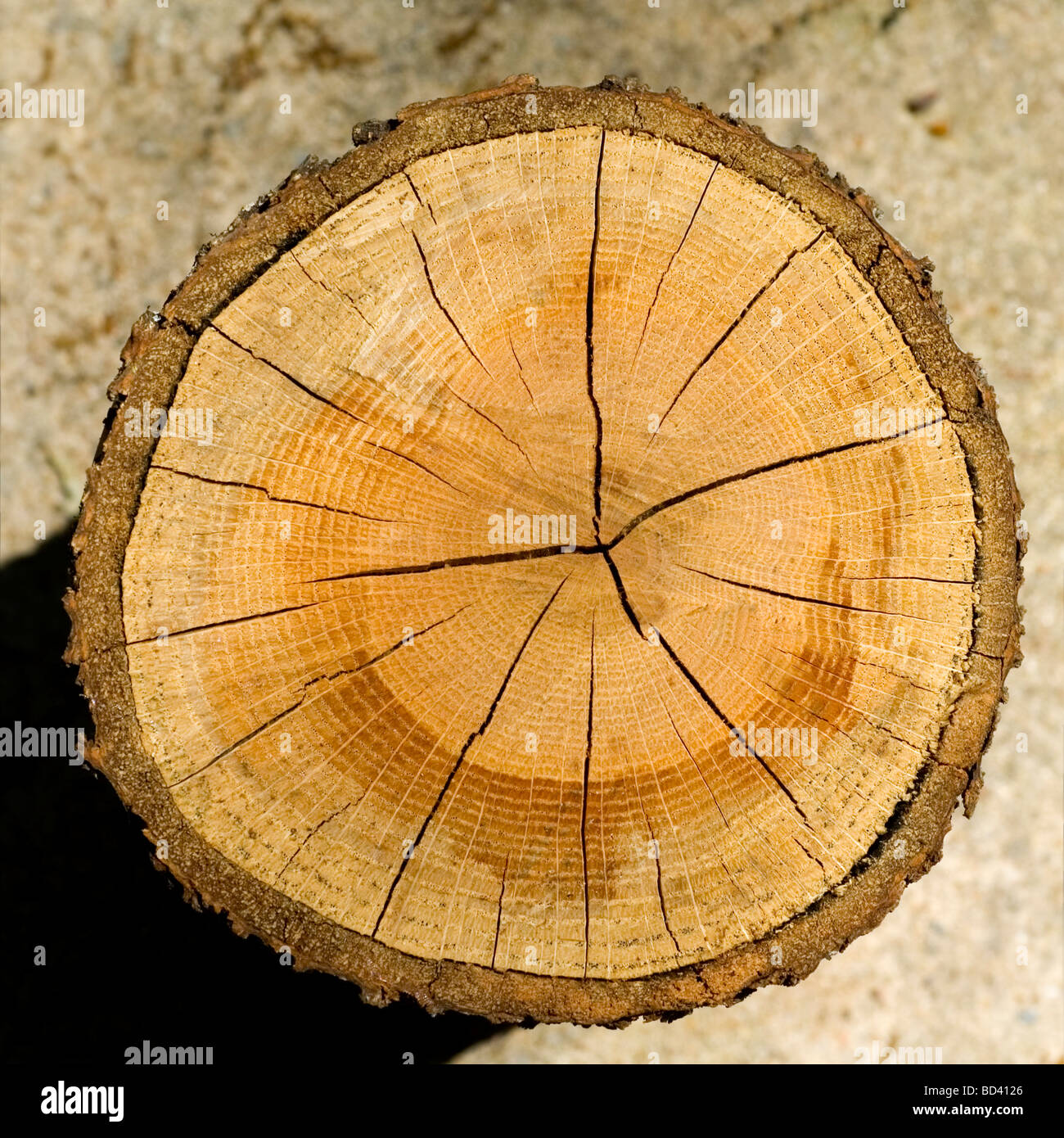Log, Woodgrain Hintergrundtextur geschnitten Stockfoto