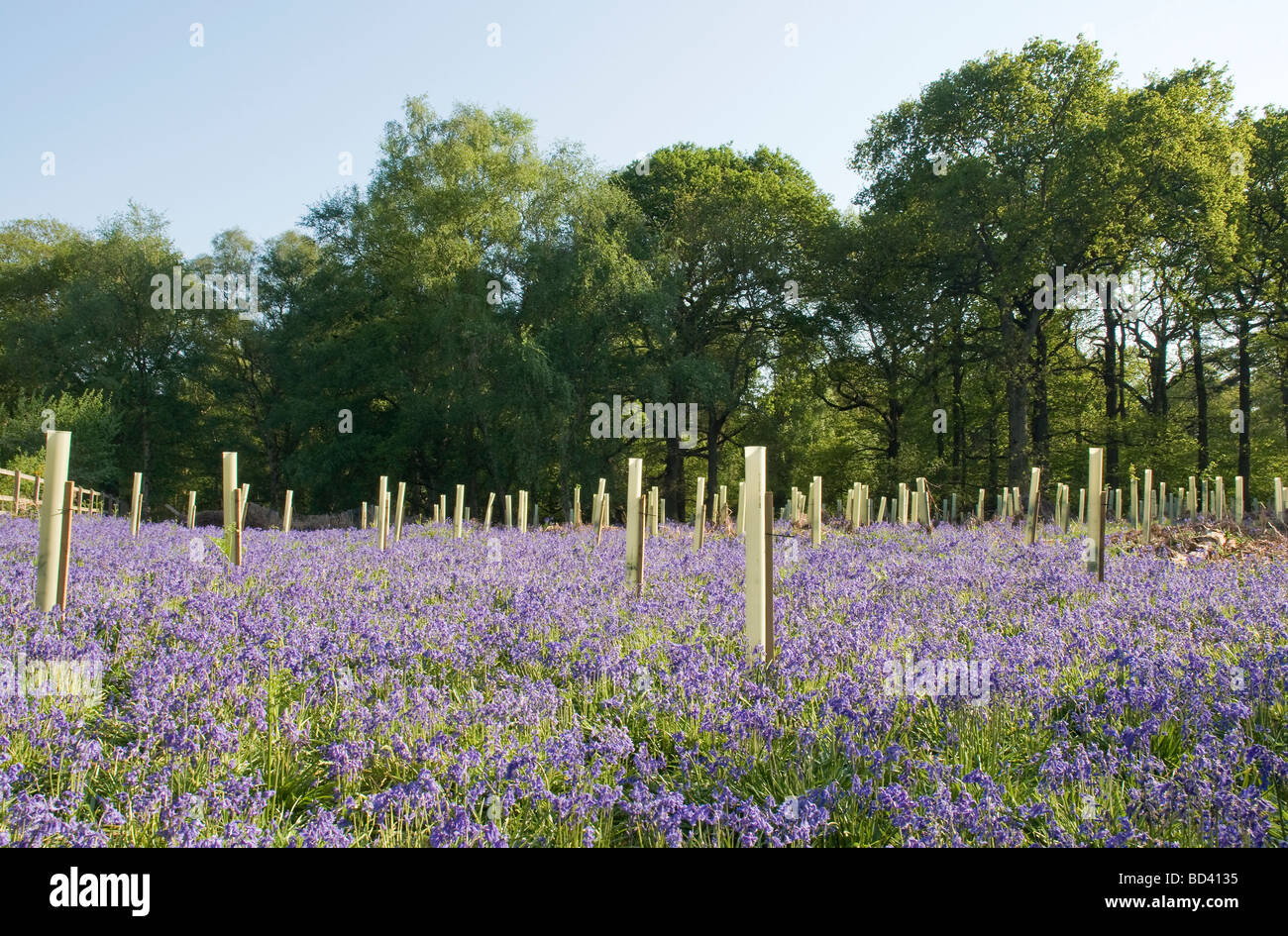 Glockenblumen wachsen unter einer Plantage in Valley Park, Hampshire, England, UK Stockfoto