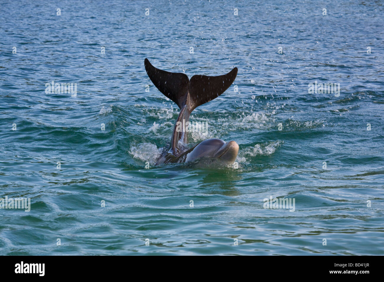 Große Tümmler in der Karibik, Insel Roatan, Honduras Stockfoto