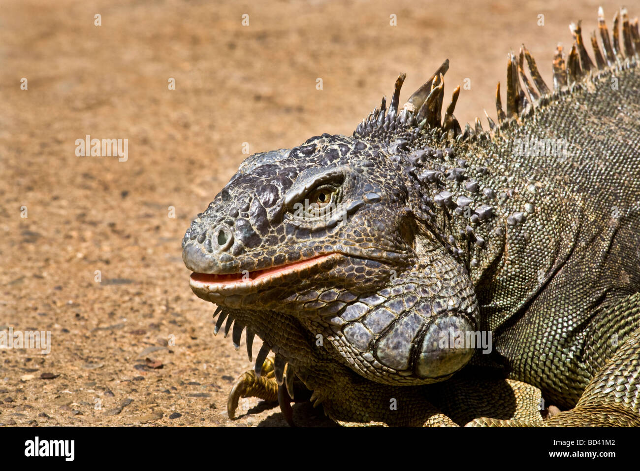 Gemeinsamen Leguan (Iguana Iguana), Insel Roatan, Honduras Stockfoto