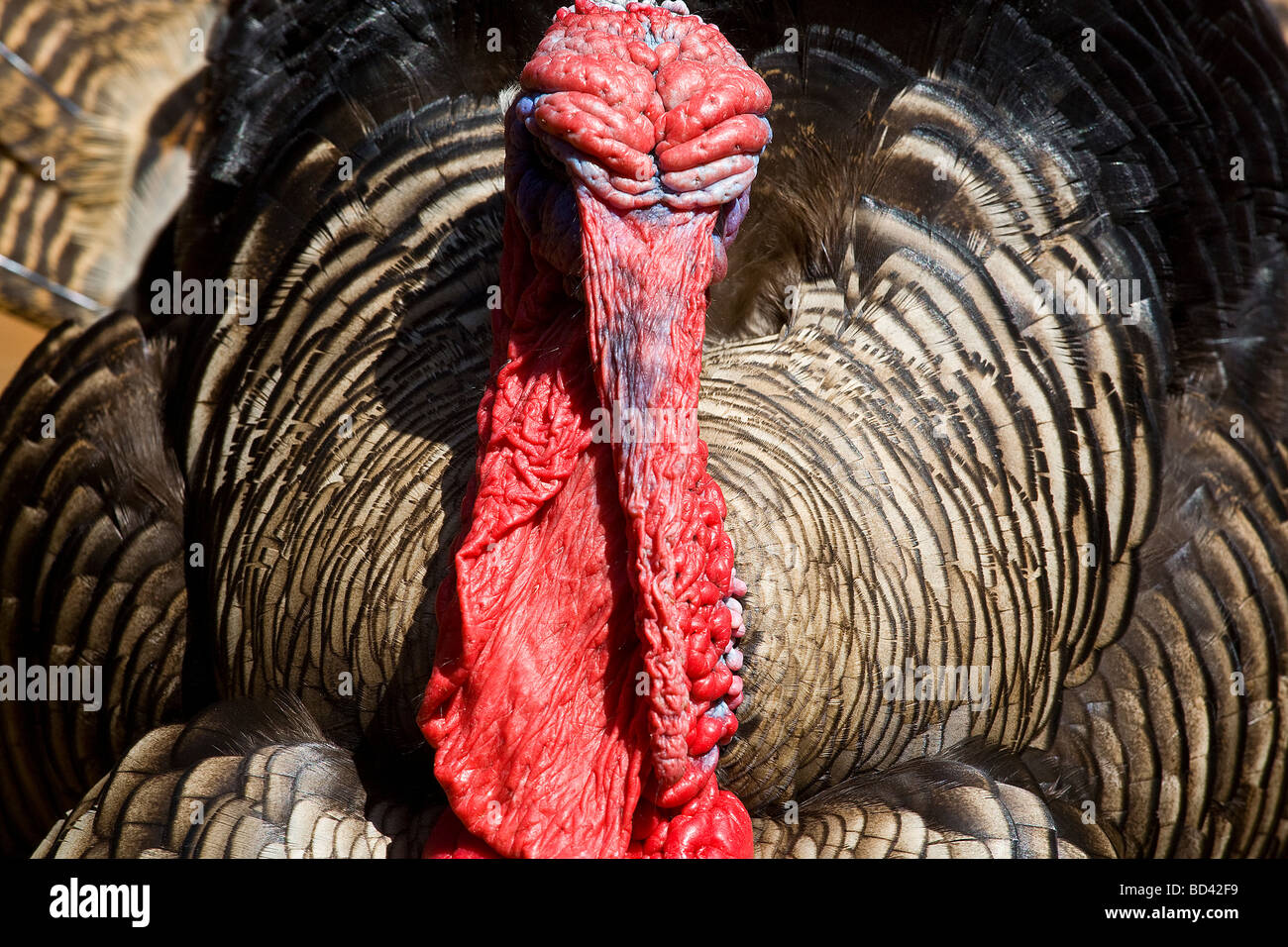 Türkei im Iguana Bauernhof, Insel Roatan, Honduras Stockfoto