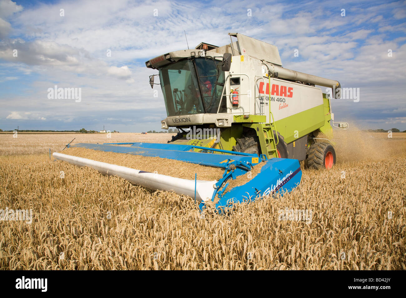 Mähdrescher mit einer Stripperin Header Weizen ernten Stockfoto