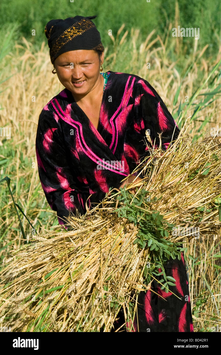 Usbekische Frau Ernte Getreide in ländlichen Usbekistan Stockfoto