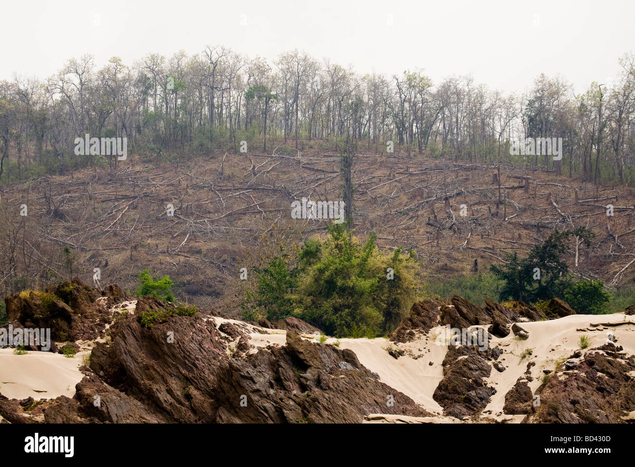 Gefällte Bäume am Ufer des Mekong in Laos Stockfoto