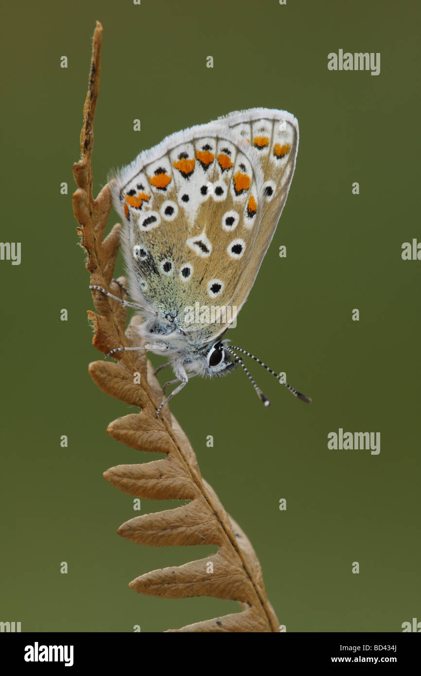 Gemeinsamen blau, Polyommatus Icarus, Schmetterling Schlafplatz auf Toten Bracken Wedel, UK. Stockfoto