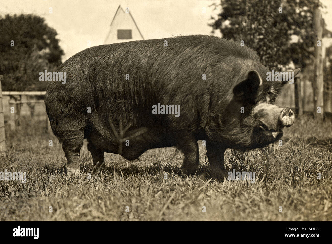 Großes Schwein, stehend in einem Feld Stockfotografie